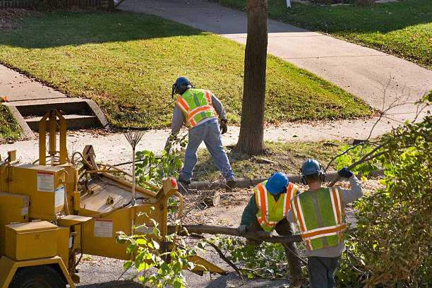 Farrell, PA Tree Removal and Landscaping Services Company